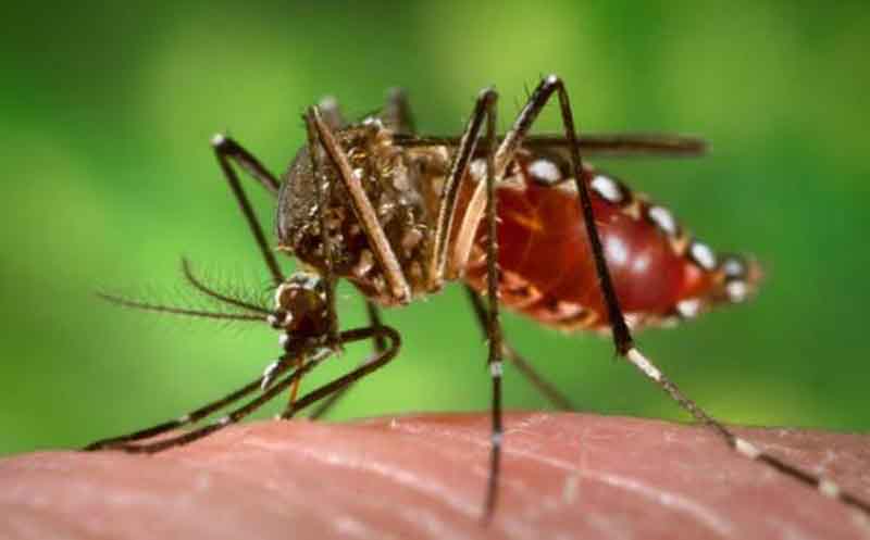 Musim Penghujan, Masyarakat Tubaba Lampung Diminta Waspada DBD