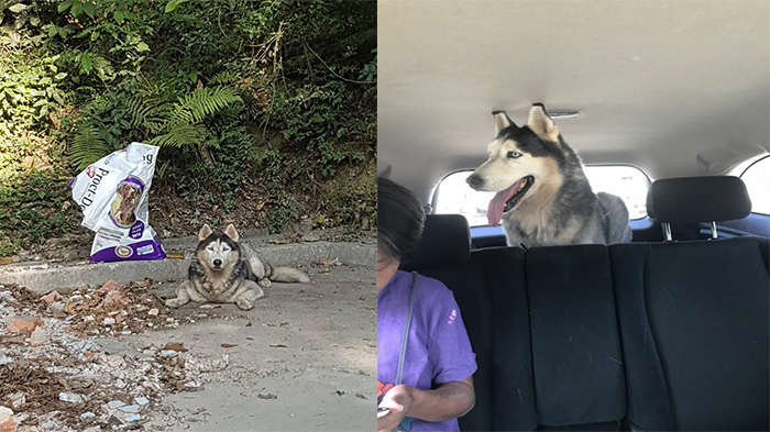 Netizen Temukan Anjing Husky yang Ditinggalkan, Siapa Sangka Pemilik Telah Mencari selama 4 Tahun !
