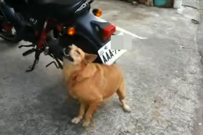 anjing-menggaruk-bawah-plat_20151113_161137.jpg