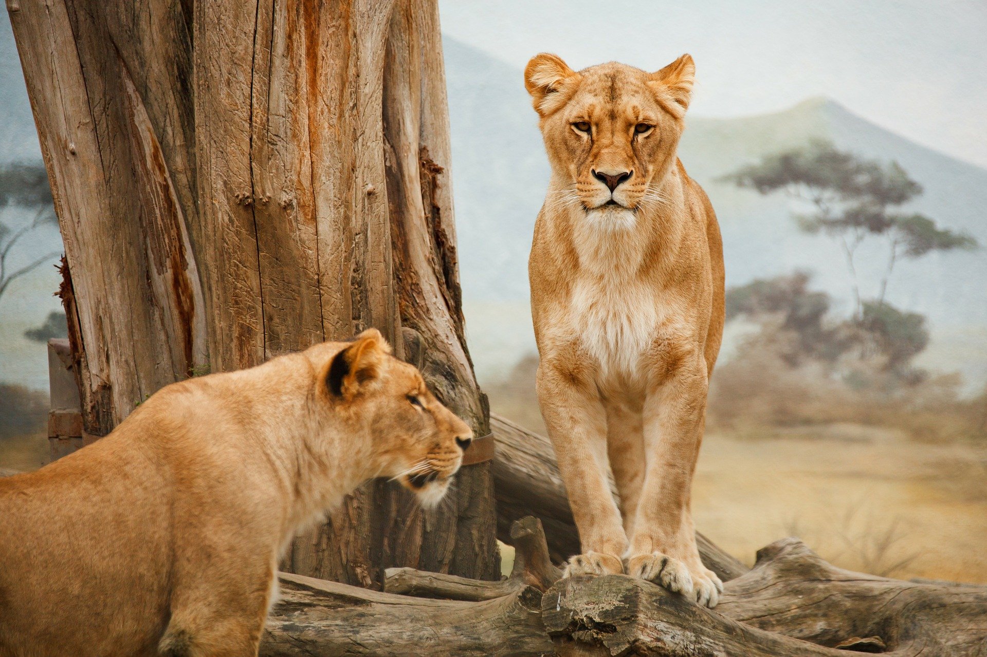 apa-itu-fauna-dan-pengelompokan-fauna.jpg