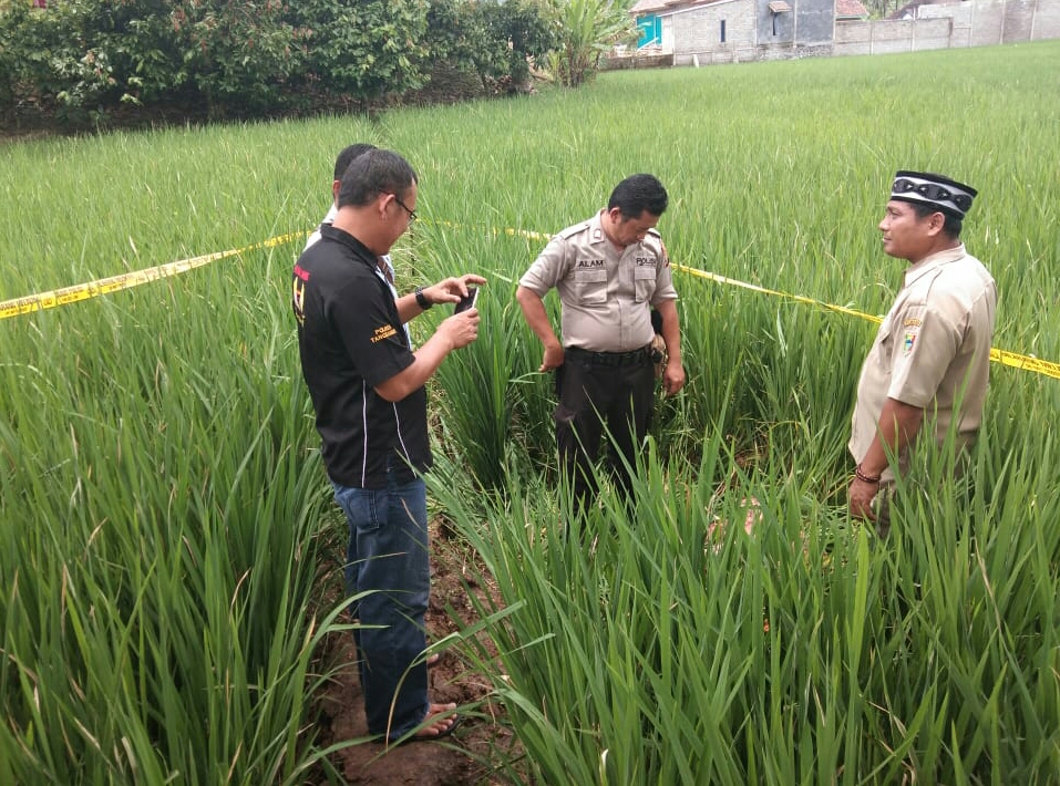 Klended Ditemukan Tewas di Persawahan di Daerah Semaka Tanggamus, Tak Ditemukan Ada Tanda Kekerasan!