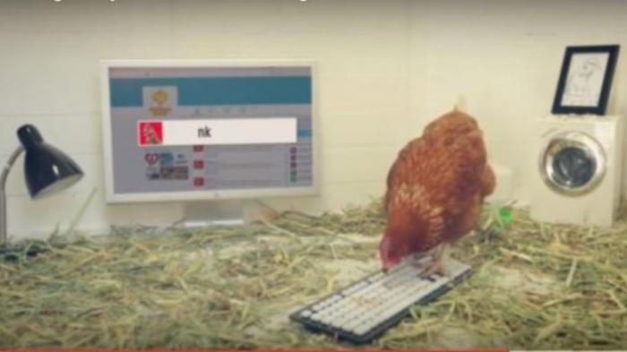 Admin Twitter Restoran Ini Ternyata Seekor Ayam Betina