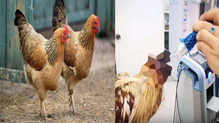 Geger, Ayam Leluasa Hidup tanpa Kepala, Ternyata Begini Penjelasan Ilmuwan Hewan