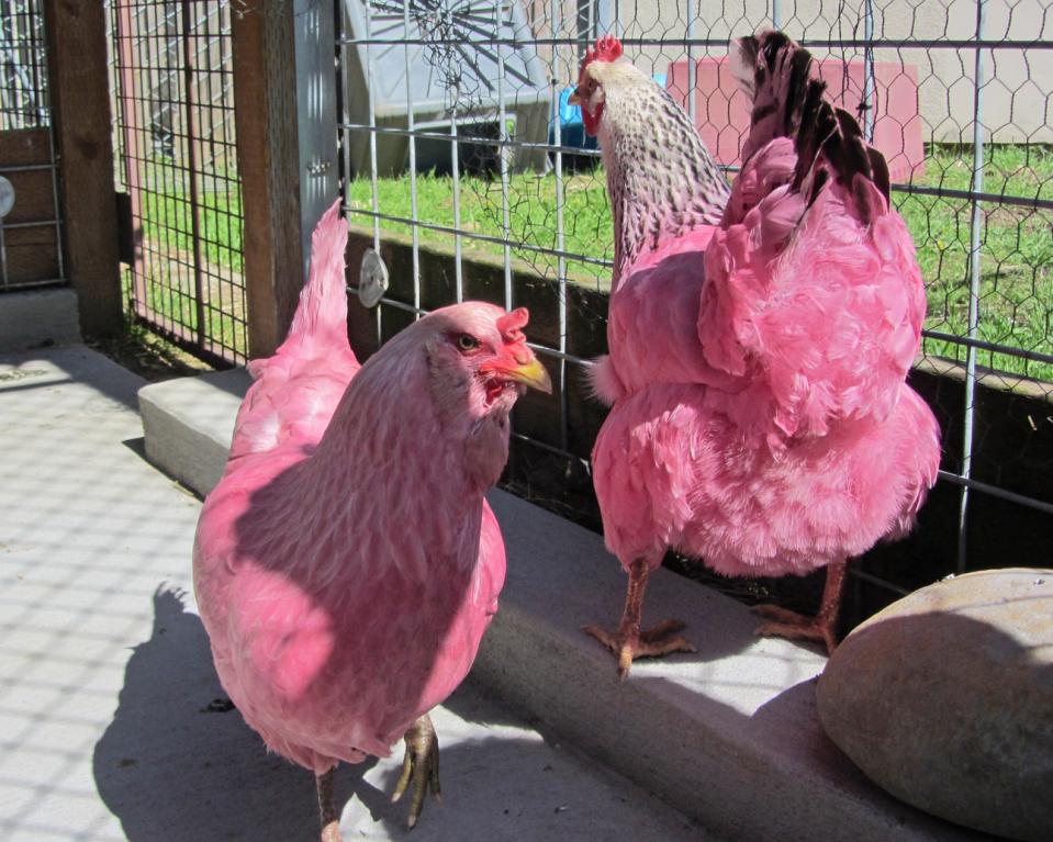 ayam-pinky.jpg