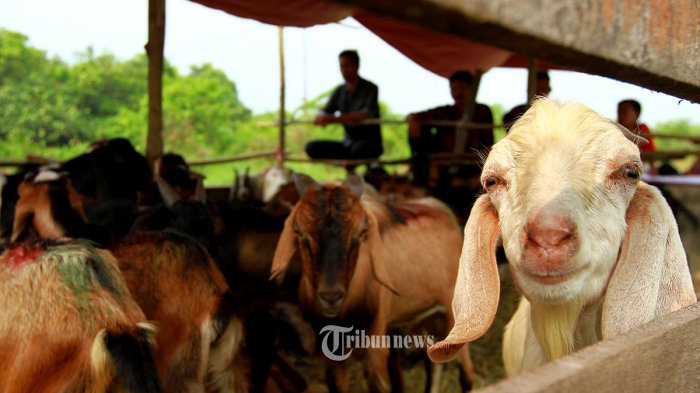 bagi-yang-hendak-berkurbantapi-ketika-kecil-belum-diakikahkan-berikut-penjelasan-ustaz-abdul-somad.jpg