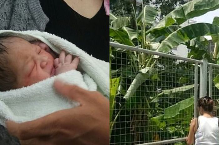 Ajaib! Daun Pisang Selamatkan Bayi yang Dilempar Ibunya dari Lantai Lima Apartemen