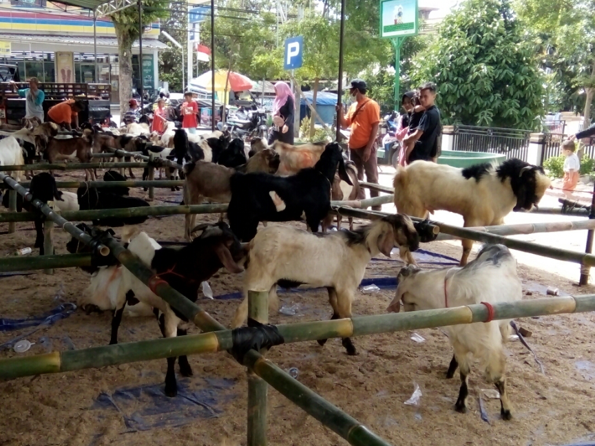 bazar-hewan-kurban-di-rest-area-gisting-disediakan-200-ekor-kambing-berbagai-jenis.jpg