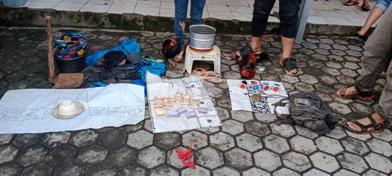 Polres Way Kanan Gerebek Judi Sabung Ayam, Satu Orang Diamankan