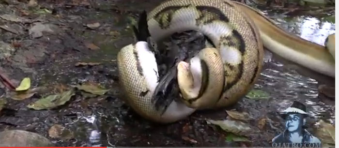 Ish stoli uchun erotik jonli fon rasmi