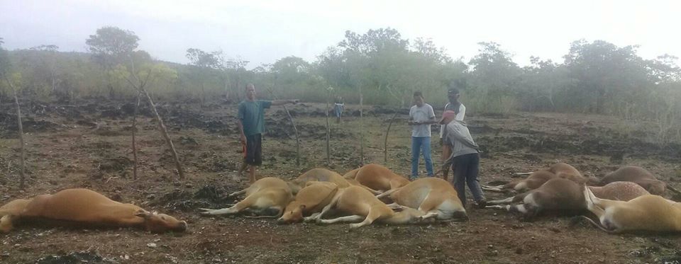 13 Sapi di Kupang Mati Terkapar Usai Tersambar Petir, di Lampung 19 Sapi Tewas Kecelakaan