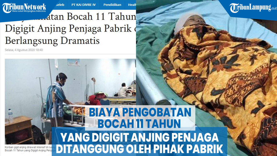 biaya-pengobatan-bocah-yang-digigit-anjing-penjaga-ditanggung-oleh-pihak-pabrik.jpg