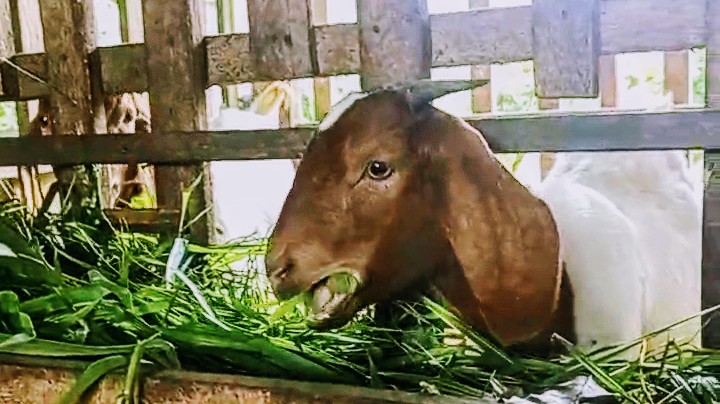bibit-kambing-saburai-kualitas-unggul-milik-supri-edi.jpg