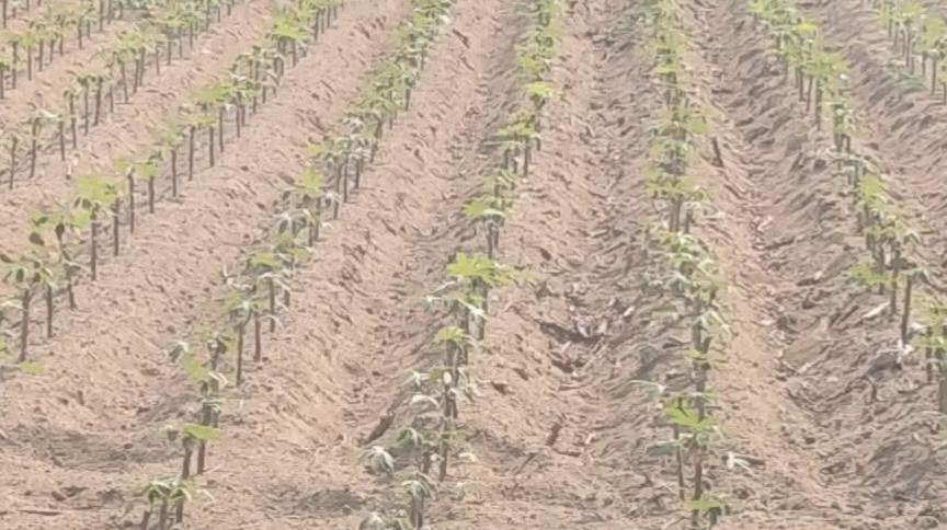 Bonggol Singkong Sulit Bertunas, Petani Lampung Tengah Terancam Rugi Jutaan Rupiah - Tribunlampung.co.id