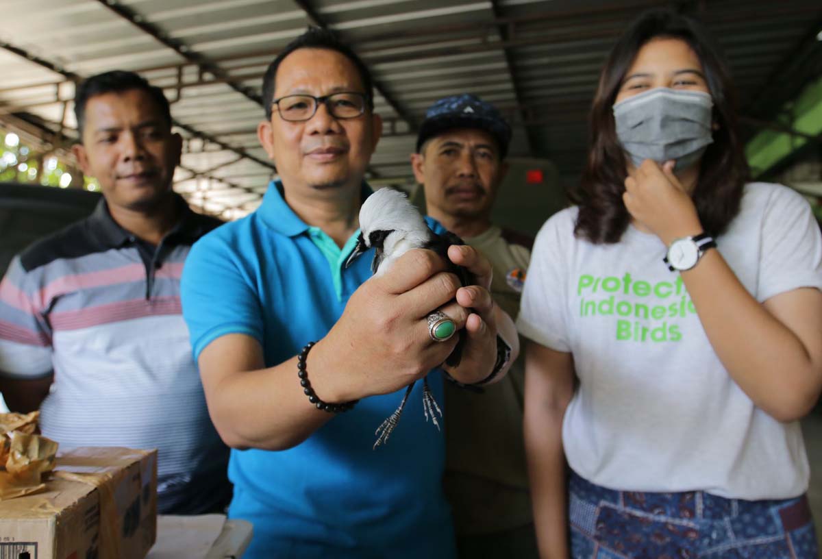BERITA FOTO - BKSDA Bengkulu-Lampung Berhasil Amankan 1.500 Burung Ilegal