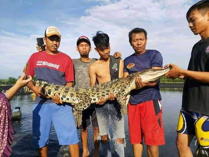 Buaya 2 Meter Terperangkap Jaring Warga Dente Teladas