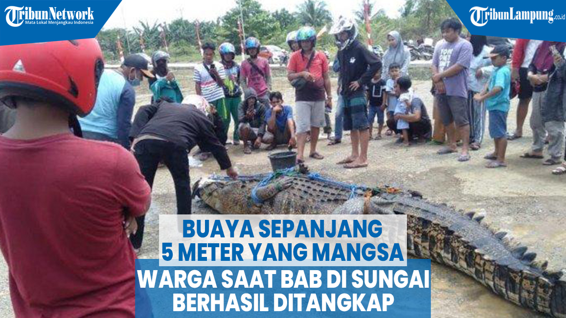 buaya-sepanjang-5-meter-yang-mangsa-warga-saat-bab-di-sungai-berhasil-ditangkap.jpg