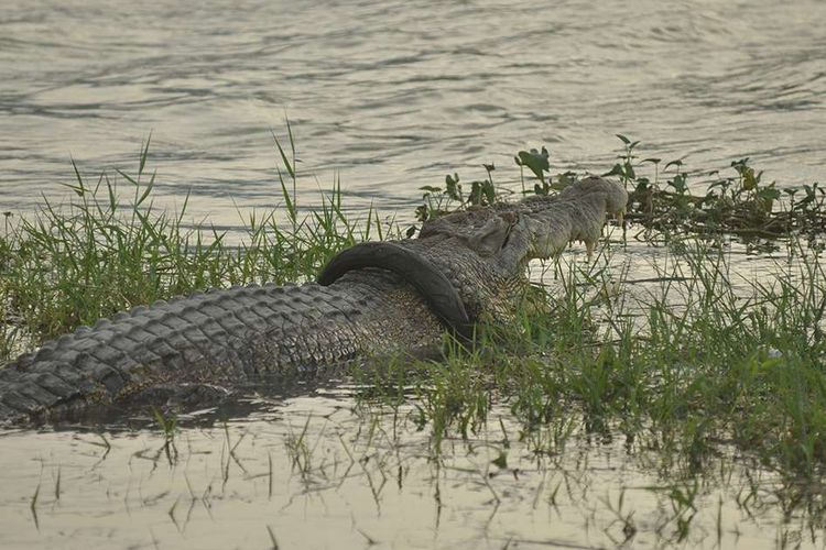 buaya-terjerat-ban-motor-di-sulawesi-tengah.jpg