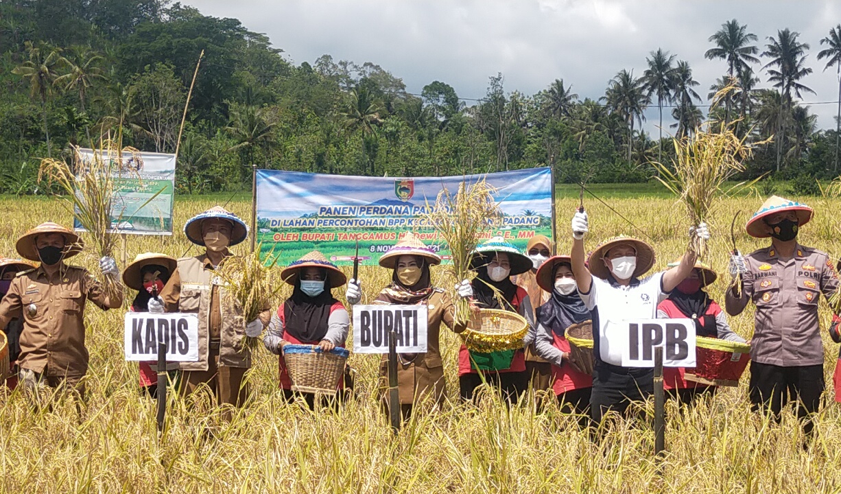 bupati-tanggamus-dewi-handajani-panen-perdana-padi-organik.jpg