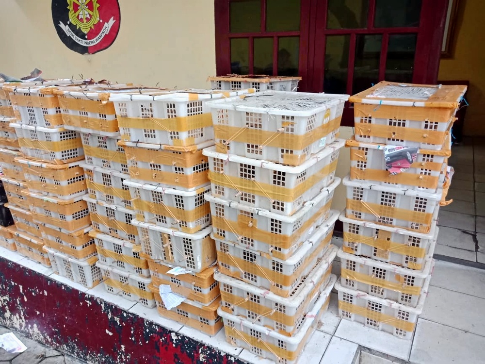 Sopir Diupah Rp 2 Juta, Ribuan Burung tanpa Dokumen Diamankan di Pelabuhan Bakauheni