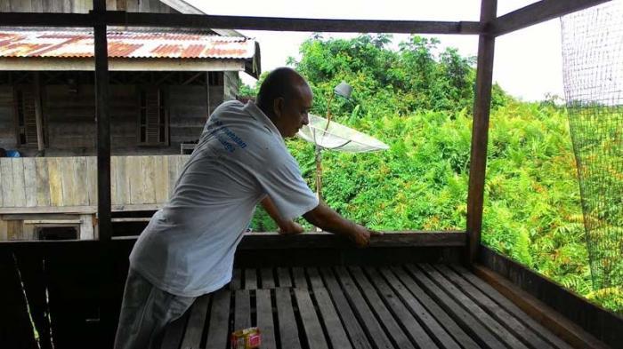 Dikira Suara Kayu Patah, Ternyata Beruang Besar Makan Ayam di Kandang