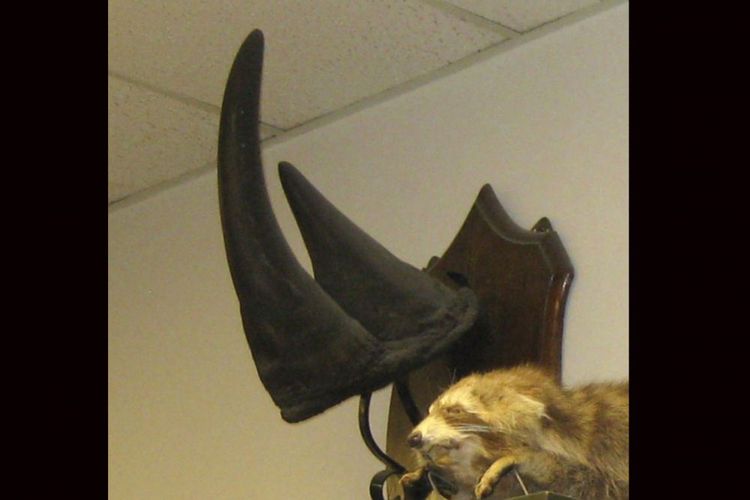 Ada Hadiah Rp 40 Juta bagi Penemu Cula Badak Hitam yang Raib