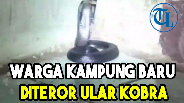 diteror-ular-kobra.jpg