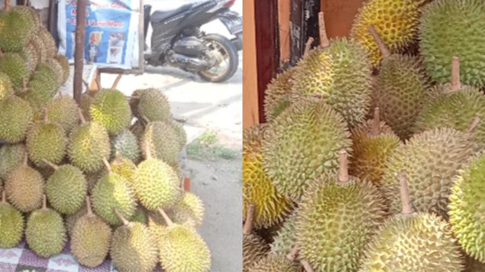 Mantulnya Durian Lokal Pesawaran, Gurih Rasanya Menusuk Wanginya 50 Ribu Dijamin Puas