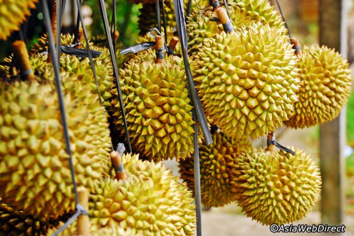 Sopir Angkot Tewas Seusai Banyak Makan Durian, Bahayakah Makan Durian Terlalu Banyak?