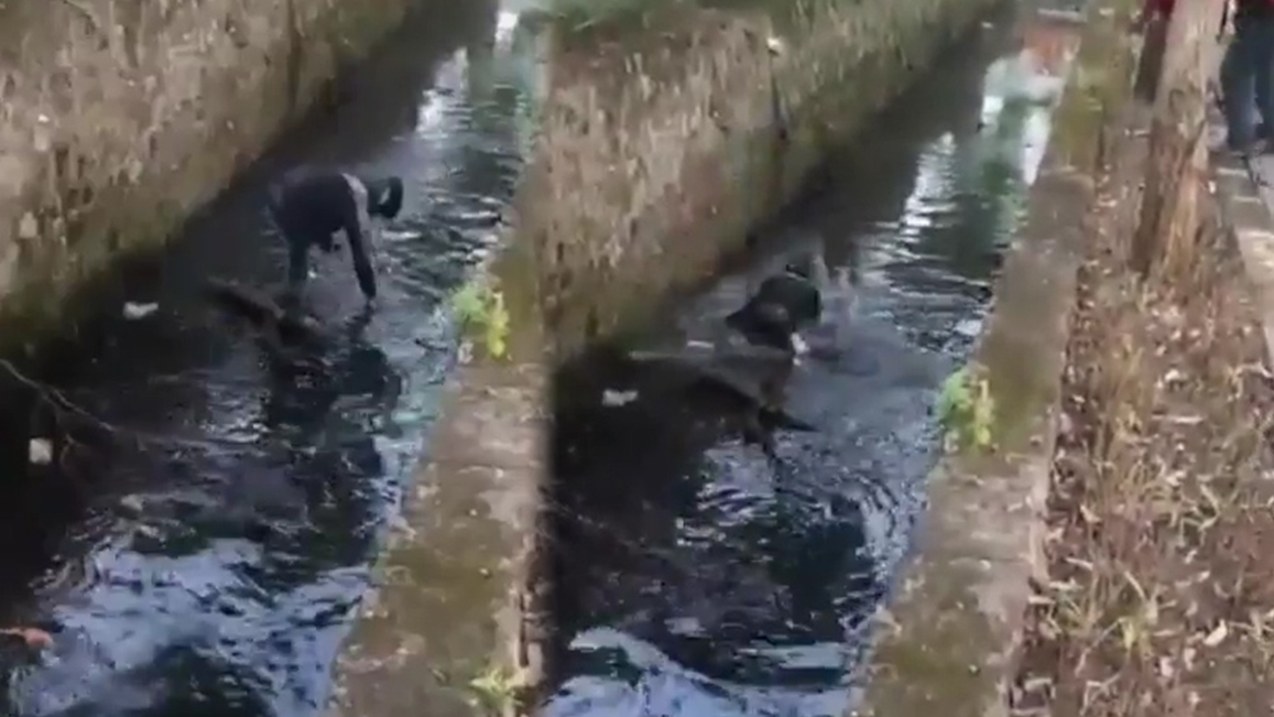 Gagal Rampas Tas Isi Uang Rp 50 Juta, Jambret Terjebak di Kali Jatuh Dilempari Batu