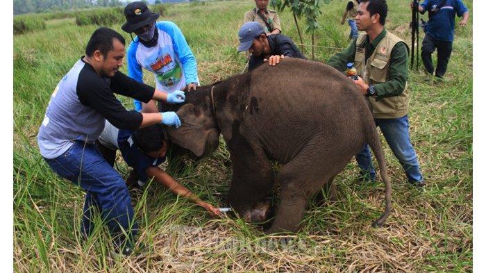 Gajah Liar yang Masuk Pemukiman Warga Telah Diusir Kembali ke Hutan TNBBS