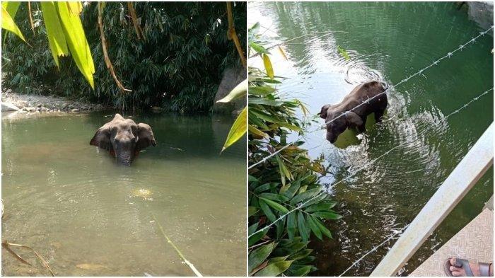 Gajah Hamil Mati Berdiri setelah Diberi Makan Nanas Berisi Petasan