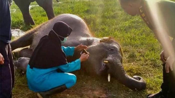 gajah-sumatera-ditemukan-mati.jpg