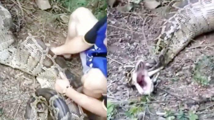 Geger Penemuan Ular Piton dengan Perut Besar, Muntahannya Bikin Sedih Petani