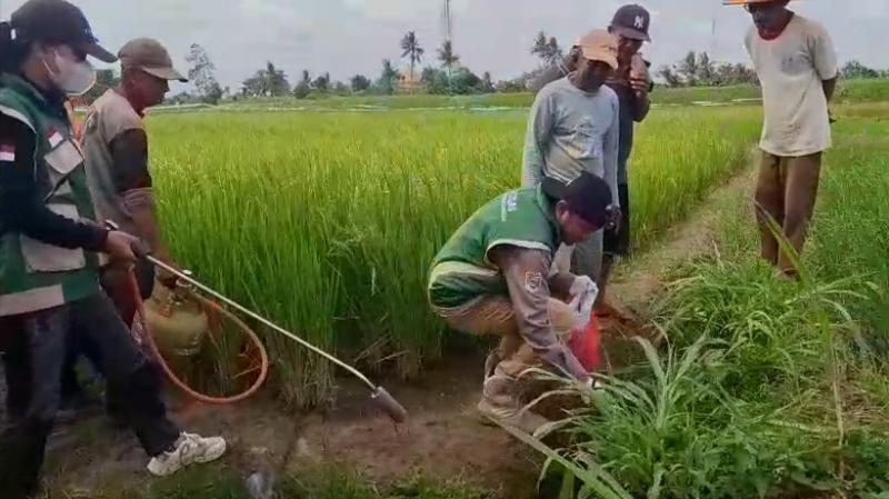 gropyokan-basmi-hama-tikus-di-lampung-tengah.jpg