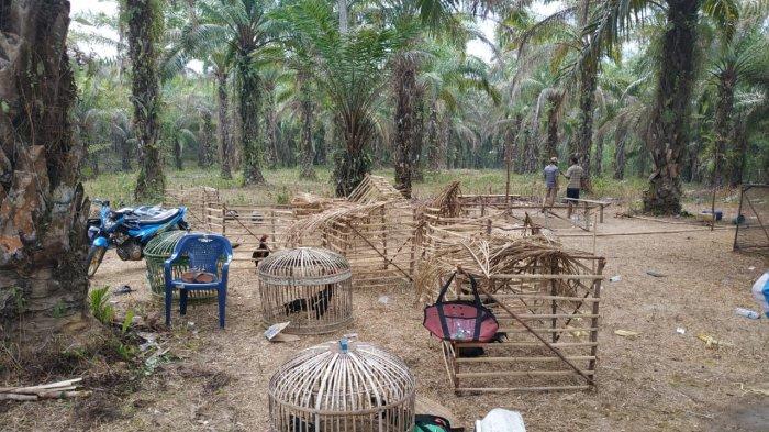 Guru Ngaji Ditangkap Polisi karena Buka Gelanggang Sabung Ayam di Rumah