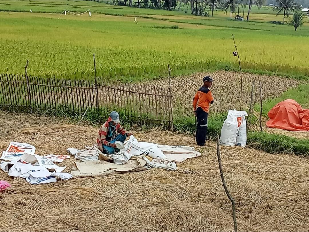 Kemarau Panjang, Harga Gabah Kering di Pesisir Barat Lampung Melonjak.