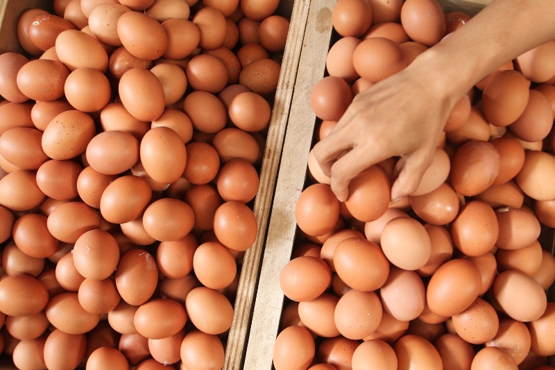 harga-telur-di-pasar-tradisional-bandar-lampung-kembali-normal-b.jpg