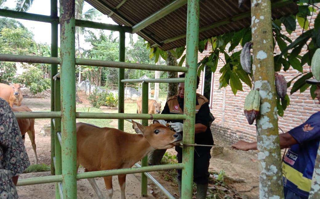 Jelang Idul Adha, Pemkab Mesuji Kebut Lakukan Vaksinasi PMK Tahap II pada Hewan Ternak