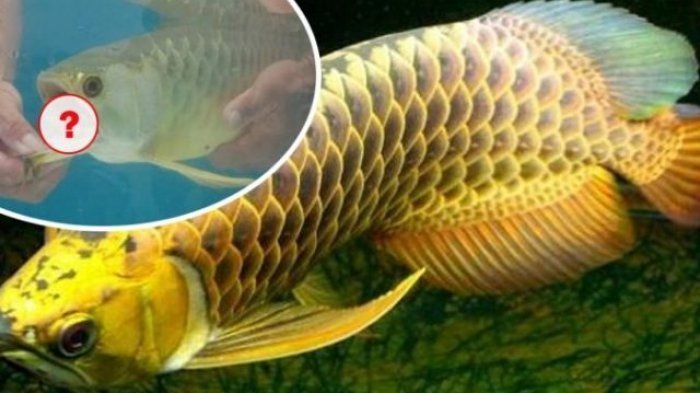 Beli Ikan Arwana Emas, Pria Ini Tak Menyangka Temukan 'Harta Karun' di Mulut Ikan
