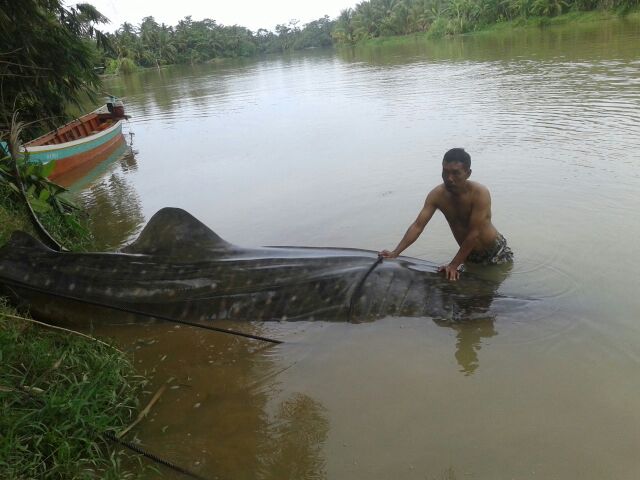 ikan-hiu-paus-terjaring-di-karanganyar_20160725_205944.jpg