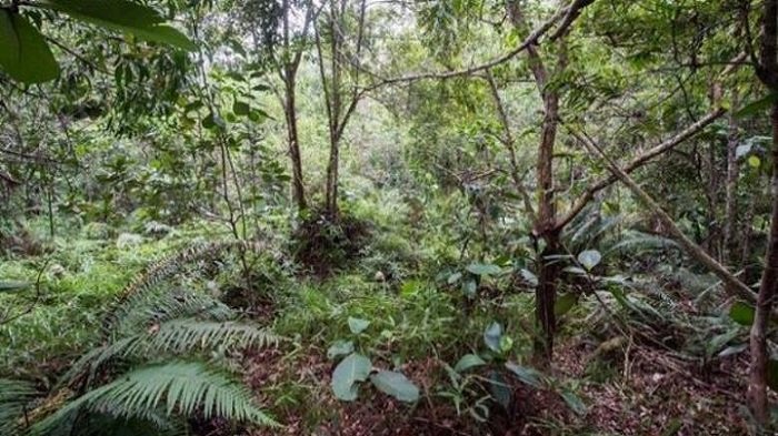 14 Orang Ditemukan Tewas di Hutan, Diduga Ulah Kelompok Separatis, Ternyata?