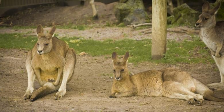 ilustrasi-kanguru_20180622_174504.jpg