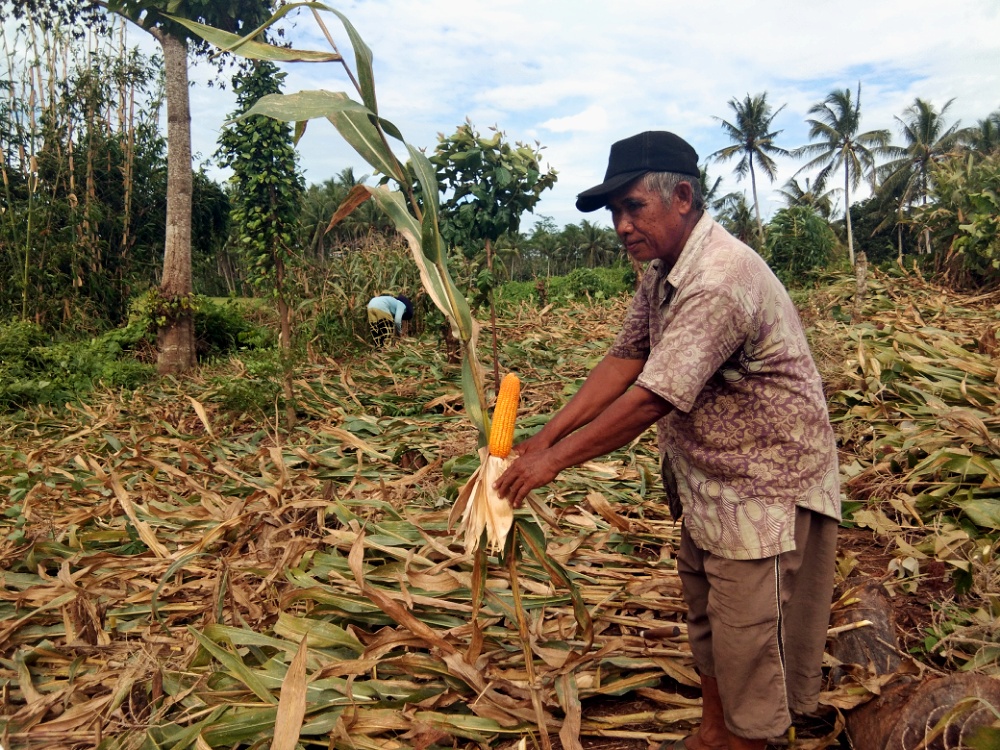 Imbas Wabah Virus Corona, Harga Jagung di Lamsel Anjlok Sampai Rp 3.200 per Kilogram