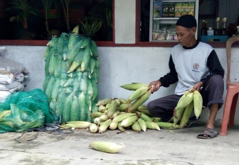 jelang-malam-pergantian-tahun-pedagang-jagung-ayam-dan-ikan-alami-peningkatan-pendapatan.jpg
