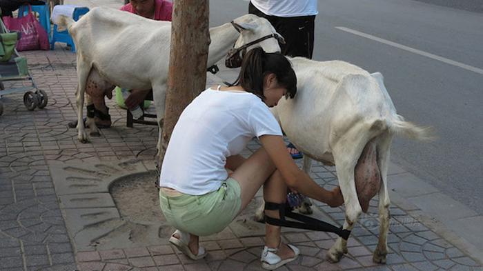 Pencuri Kambing Kabur Dikejar-kejar Warga, Kecelakaan Tabrak Kambing di Jalan Kini Kritis