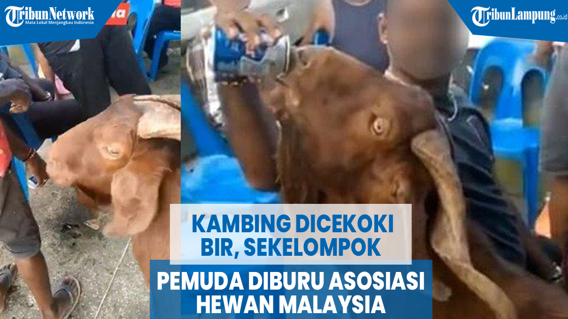 kambing-dicekoki-bir-sekelompok-pemuda-diburu-asosiasi-hewan-malaysia.jpg