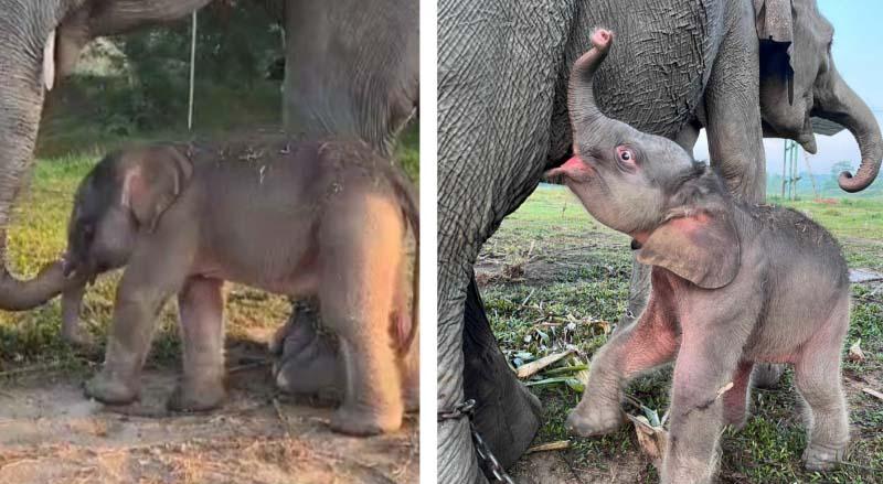 Kelahiran Bayi Gajah Jantan di TNWK Lampung Timur Jadi Kado Spesial HUT RI ke-80