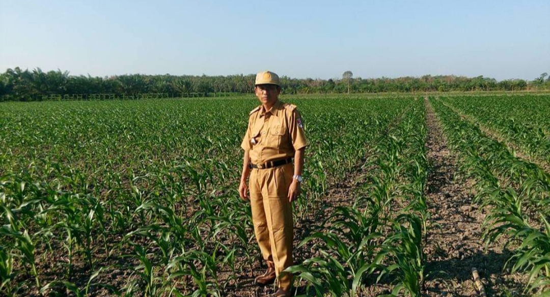 Pemkab Mesuji Lampung Akan Kembangkan Tembakau Kasturi dan Kemloko