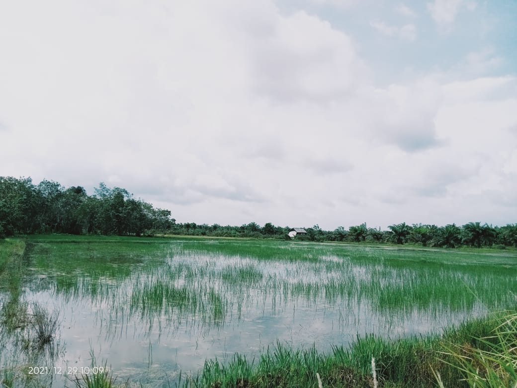 lahan-sawah-di-Kecamatan-Mesuji-Timur.jpg