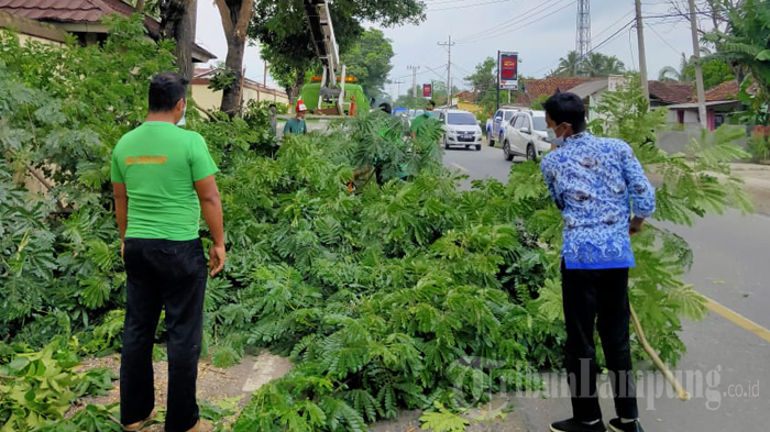 langkah-dlh-pringsewu-antisipasi-pohon-tumbang-di-jalinbar-saat-hujan-deras.jpg